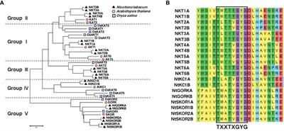 Genome-wide identification of Shaker K+ channel family in Nicotiana tabacum and functional analysis of NtSKOR1B in response to salt stress